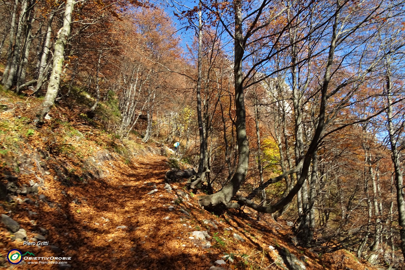 26 Bei caldi colori autunnali in faggeta.JPG
